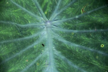 Taro Leaf Artistry: A Kaleidoscope of Beauty