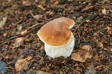 mushrooms in the forest