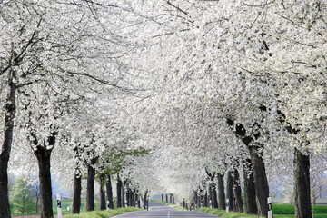 Flowering avenue colored white, cherry trees - obrazy, fototapety, plakaty