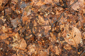 dry autumn leaves on the ground in the forest, close-up