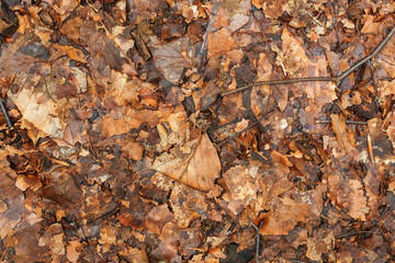 dry autumn leaves on the ground in the forest, close-up