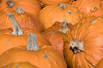 Colorful pumpkins in a large box