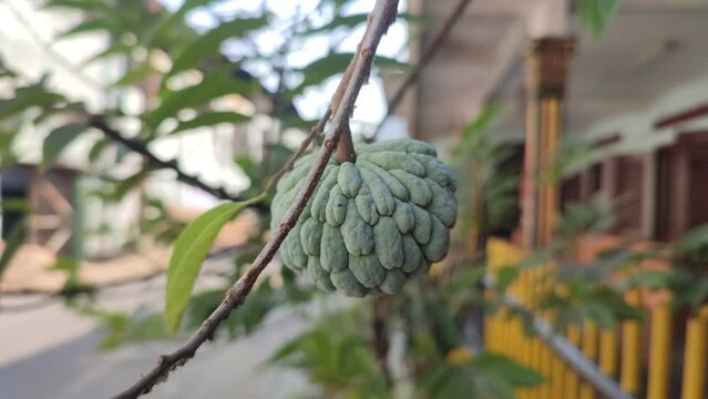 Srikaya (Annona squamosa) is a round-shaped fruit with multi-edged skin. The pulp is white in color. It is a perennial semi-evergreen shrub or deciduous tree reaching 8 m in height.