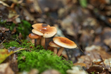 mushroom in the forest