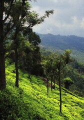beautiful lush green tea garden of coonoor, located on nilgiri mountain foothills near ooty hill station in tamilnadu in south india