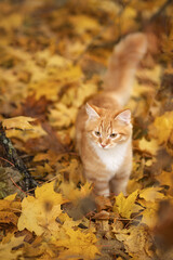 Naklejka na ściany i meble Photo of a red cat in autumn maple leaves.