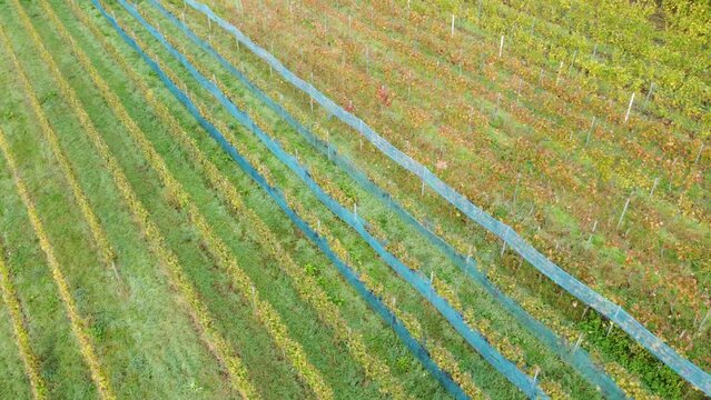 Drohne fliegt über schön parzellierten Weinberg in Herbstfärbung mit Vogelschutznetz, Luftaufnahme