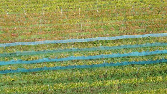 Drohne fliegt über schön parzellierten Weinberg in Herbstfärbung mit Vogelschutznetz, Luftaufnahme