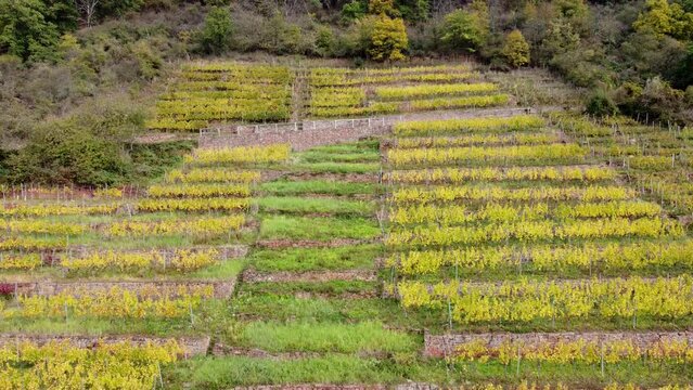 Drohne fliegt über Weinberg in Herbstfärbung, Steillage mit Terrassen, Biodiversität, Luftaufnahme