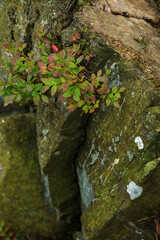 autumn leaves on the stone