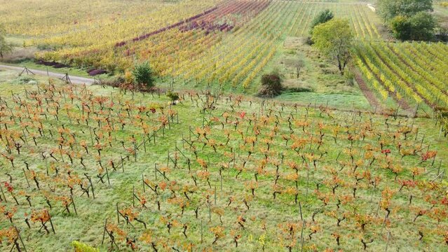 Drohne fliegt über schön parzellierten Weinberg in Herbstfärbung, Biodiversität, Luftaufnahme