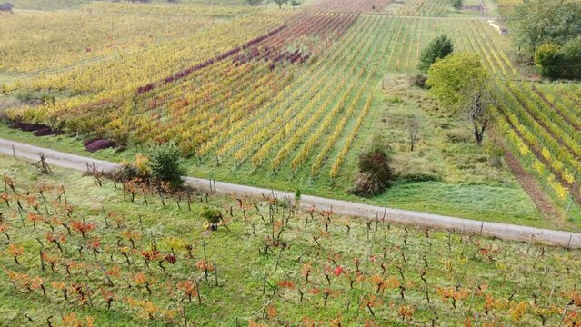 Drohne fliegt über schön parzellierten Weinberg in Herbstfärbung, Biodiversität, Luftaufnahme