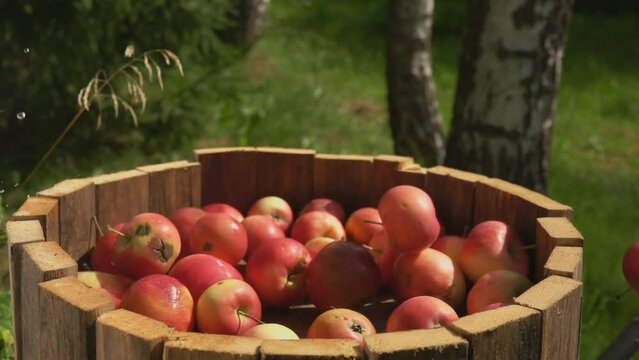 Ripe delicious red apples are falling into the wooden barell outdoors