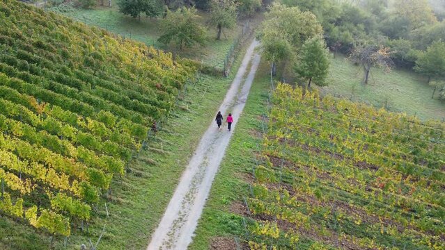 Drohne fliegt über Weinbergsweg mit Frauen, die spazieren gehen, Luftaufnahme
