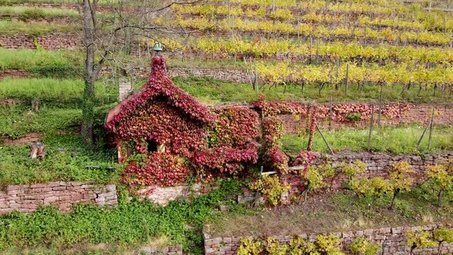Idyllische Weinberghütte mit Herbstlaub im Weinberg mit Weinbergmauern, Steillage, Franken, 