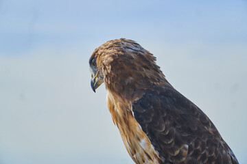 red tailed hawk
