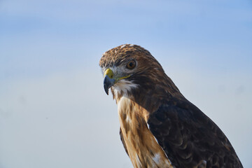 bird of prey