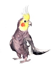 Watercolor illustration of a parrot. Handmade, traditional technique. Illustration for encyclopedias, alphabet, children's illustration