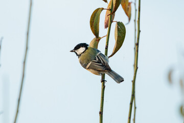 Japanese tit(Parus minor)