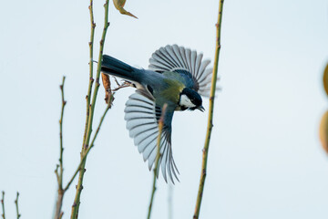 Japanese tit(Parus minor)