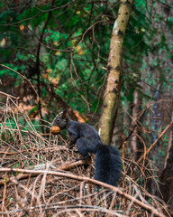 Eichhörnchen mit Nuss 