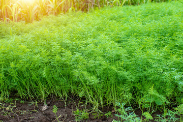 Fresh dill Anethum graveolens growing on the vegetable bed. Annual herb