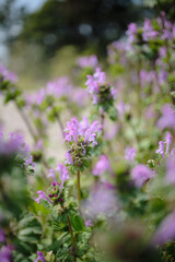 ピンク色のホトケノザの花びら