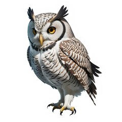 owl