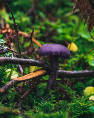 Pilze im Wald