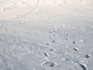 Close-up of footprints in the fresh snow