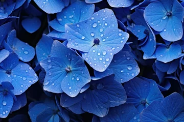 Keuken spatwand met foto Delicate Blue hydrangea. Nature floral plant. Generate AI © juliars