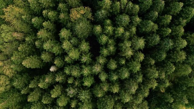 Aerial view of forest with pinetrees seen top down