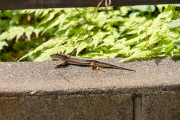 尻尾が再生中のニホンカナヘビ