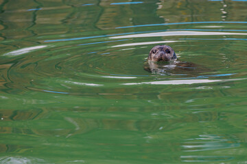 l seal sea animal in the zoo