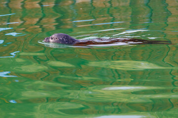 l seal sea animal in the zoo