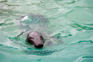 l seal sea animal in the zoo