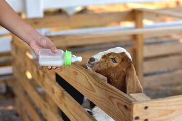 Feeding a baby goat with milk