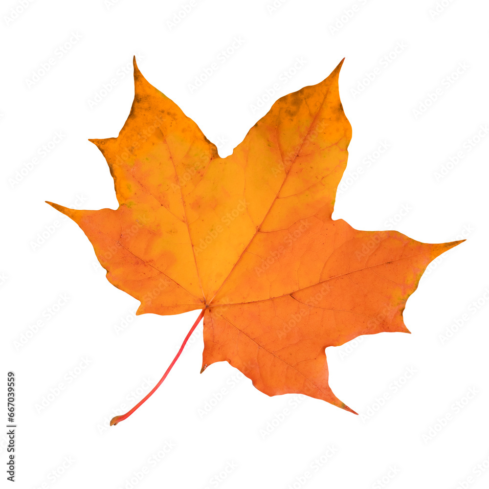 Canvas Prints yellow maple leaf isolated on transparent background.