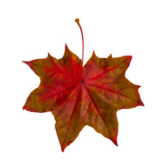 Autumn leaf. Red maple leaf isolated on transparent background.