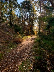 Fototapeta na wymiar Sweden. Gustavsberg. A path illuminated by the morning sun in an autumn deciduous forest