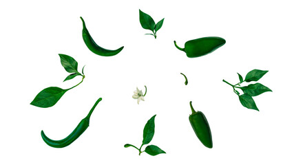Set of spicy green chili and jalapeno peppers with leaves, flowers and buds laid out in a circle on a neutral isolated  background. Flat lay.  Top view. Mexican, Asian spicy food. No shadow. PNG - obrazy, fototapety, plakaty