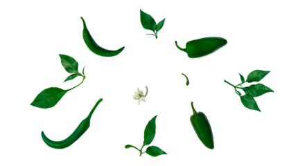 Foto op Plexiglas Set of spicy green chili and jalapeno peppers with leaves, flowers and buds laid out in a circle on a neutral isolated  background. Flat lay.  Top view. Mexican, Asian spicy food. No shadow. PNG © Window to Europe