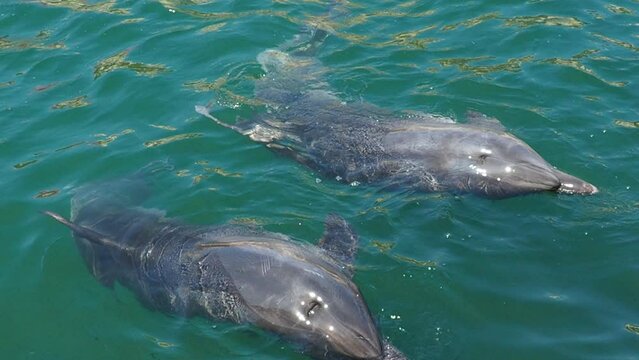 Dolphins Bottlenose dolphins in the water. Mating season. Dolphins are aquatic mammals of cetacean infraorder, dolphin family Delphinidae - marine, non-taxonomic group of river dolphins. Black Sea