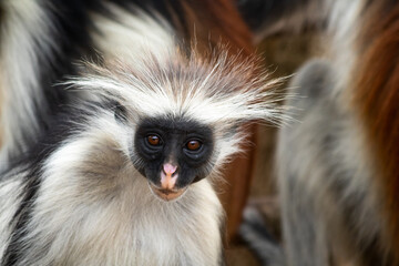 Macaco a mirar-te