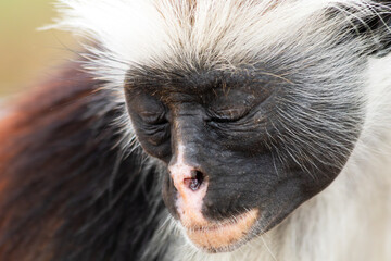 Macaco de olhos fechados