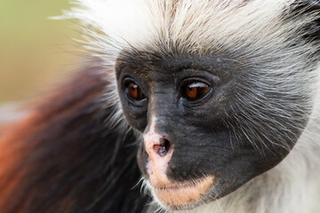 Red Colobus
