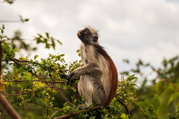 Red Colobus Monkey