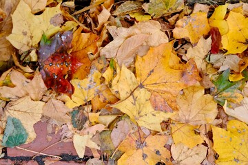 autumn leaves background in Salem