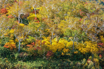 ニセコ五色温泉界隈の紅葉風景