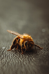 Close-up Macro Photography of Bee on a Black Background